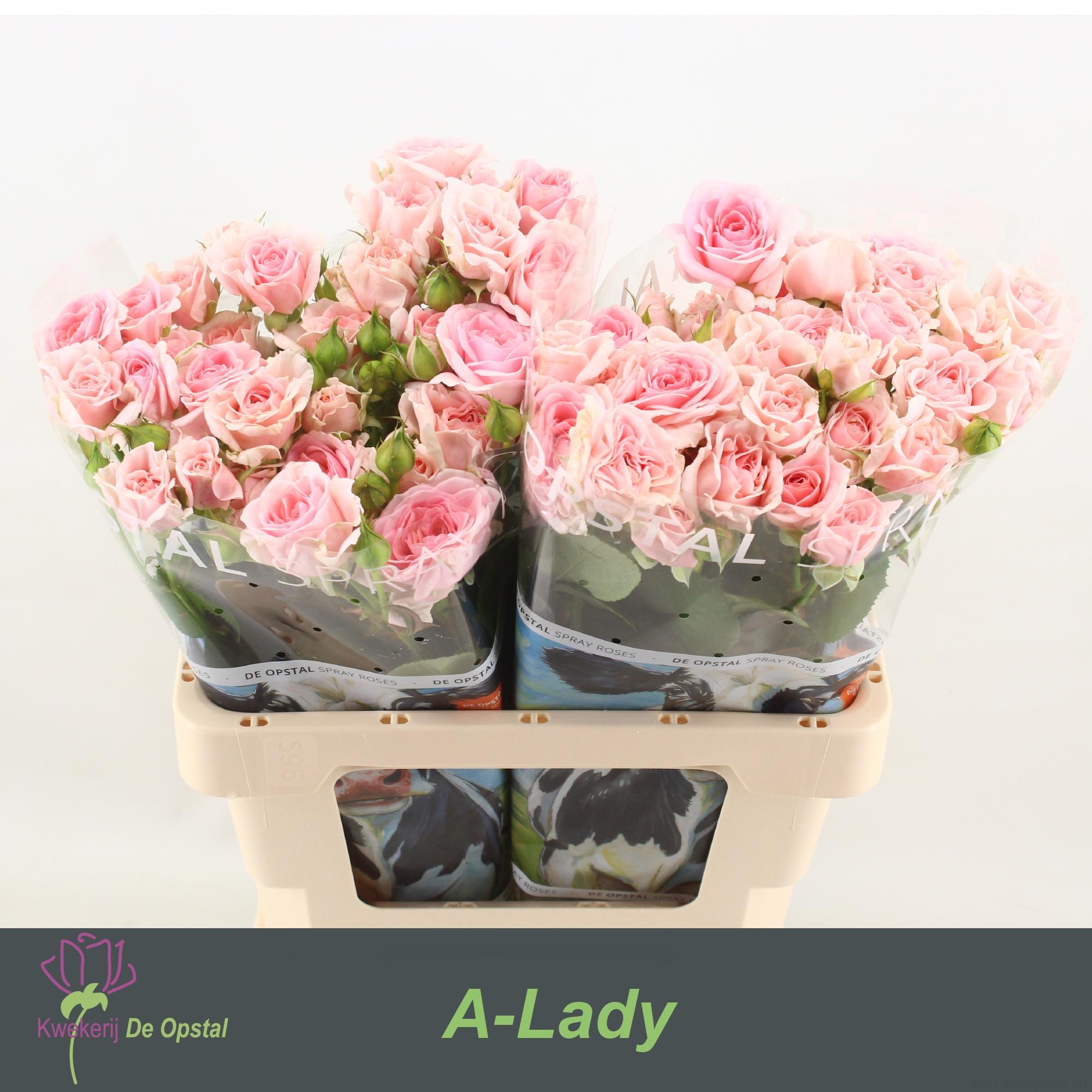 Срезанные цветы оптом Rosa spray rosa loves me with fatal attraction от 20шт из Голландии с доставкой по России