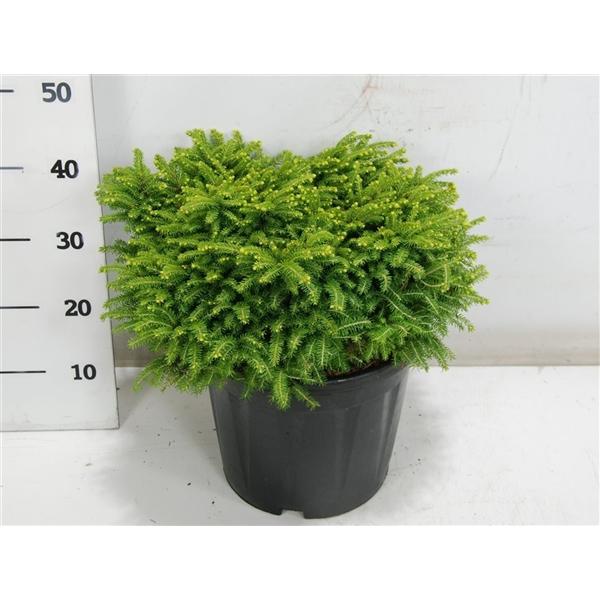 Горшечные цветы и растения оптом Picea Ab Little Gem от 1шт из Голландии с доставкой по России