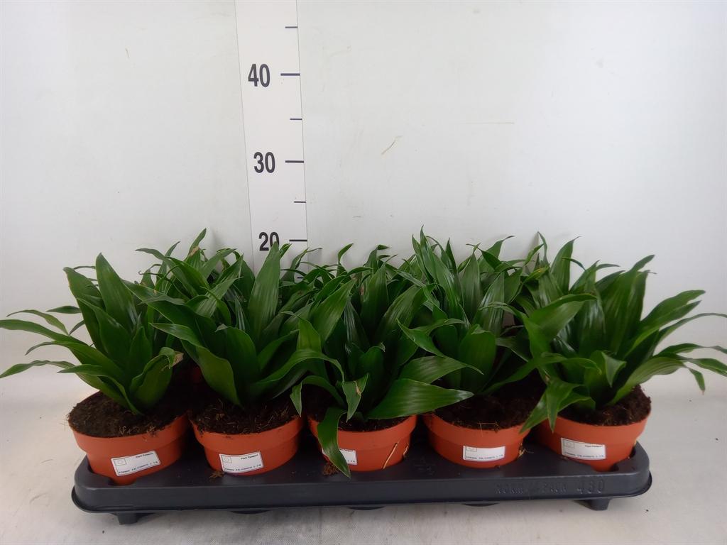 Горшечные цветы и растения оптом Drac Compacta от 10шт из Голландии с доставкой по России