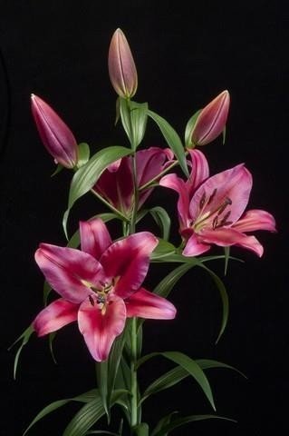 Срезанные цветы оптом Lilium or (our choice) pink от 40шт из Голландии с доставкой по России