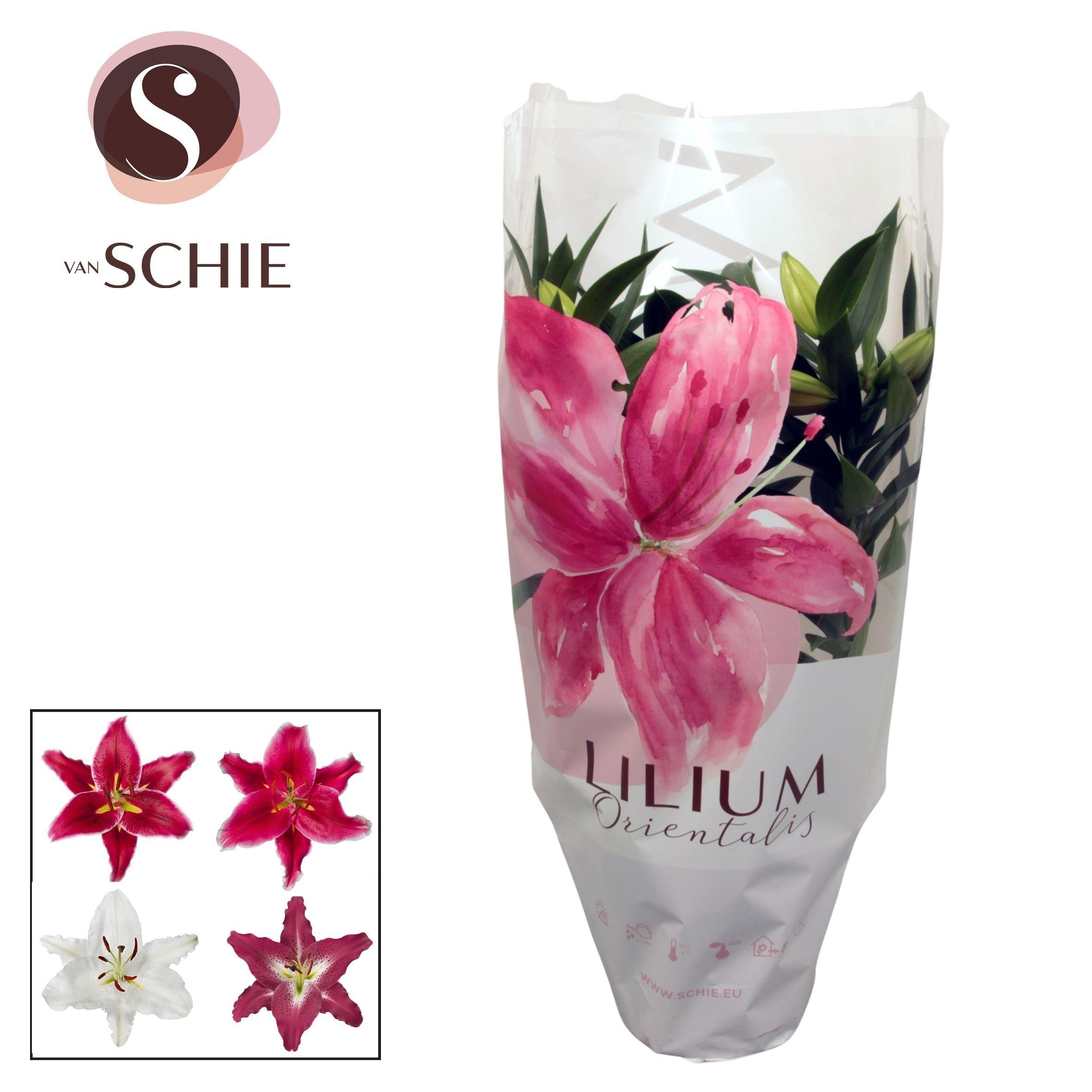 Горшечные цветы и растения оптом Lilium Or Mix 4pp от 5шт из Голландии с доставкой по России