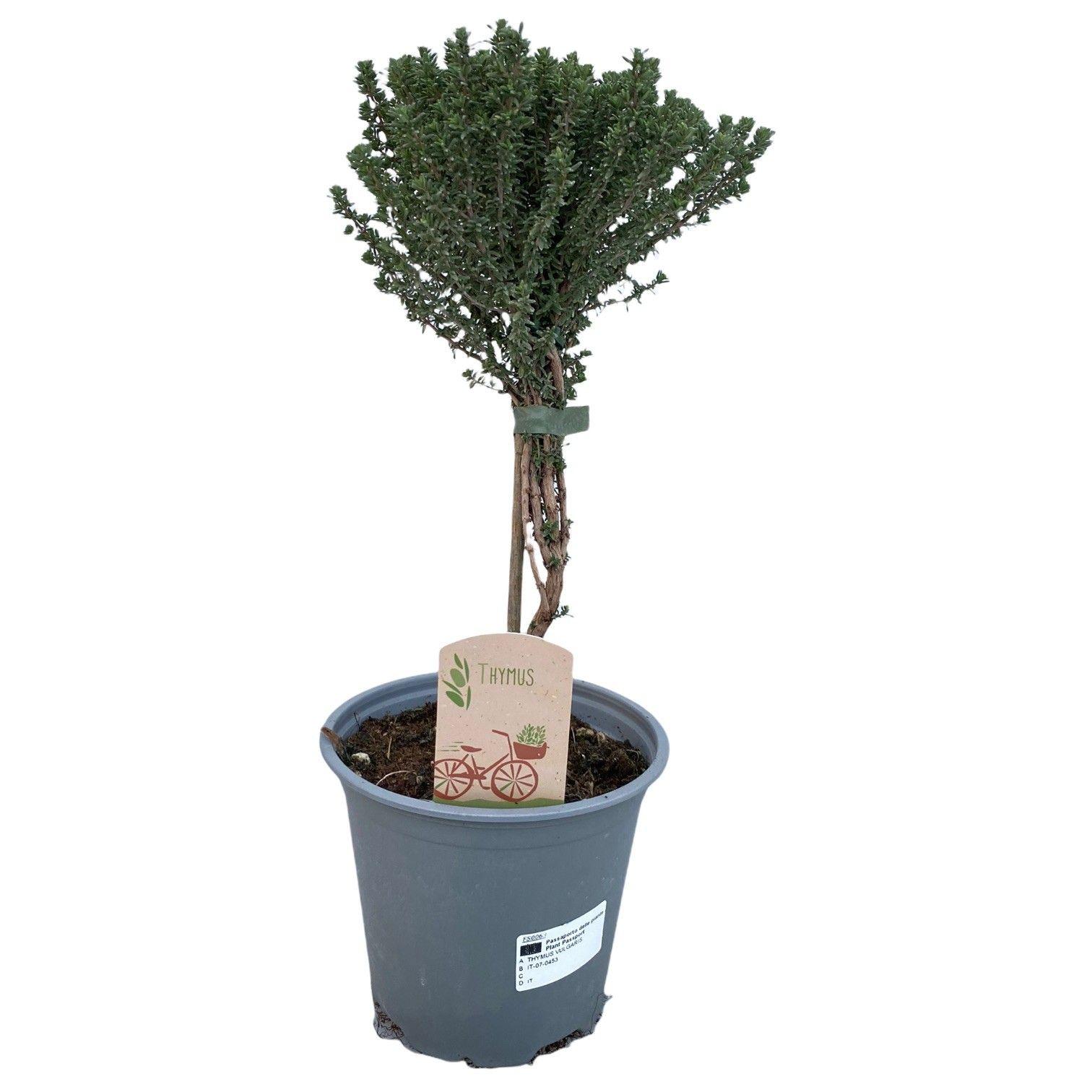 Горшечные цветы и растения оптом Thymus Vulgaris On Stem от 8шт из Голландии с доставкой по России