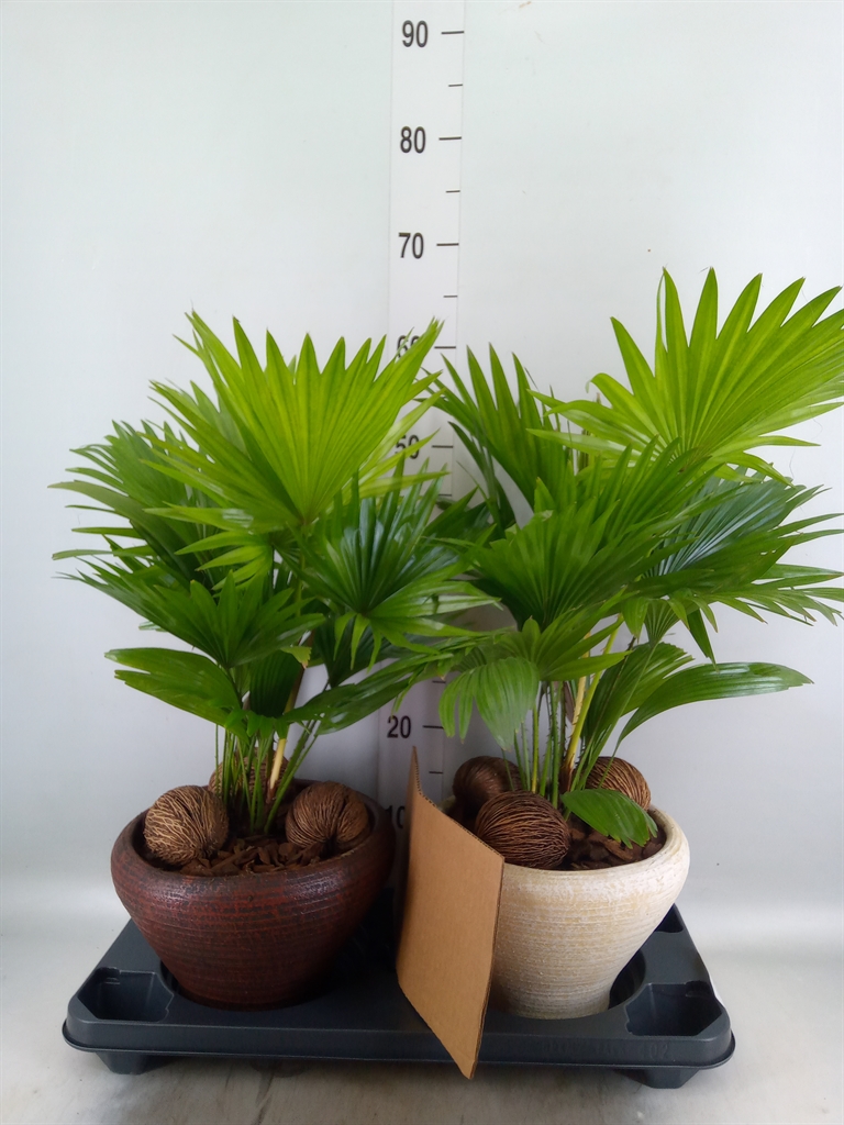 Горшечные цветы и растения оптом Livistona Rotundifolia от 2шт из Голландии с доставкой по России
