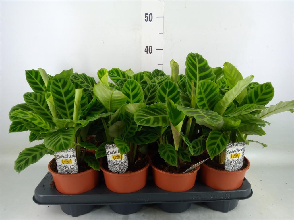 Горшечные цветы и растения оптом Calathea Zebrina от 8шт из Голландии с доставкой по России