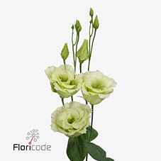 Срезанные цветы оптом Lisianthus do alissa green от 40шт из Голландии с доставкой по России
