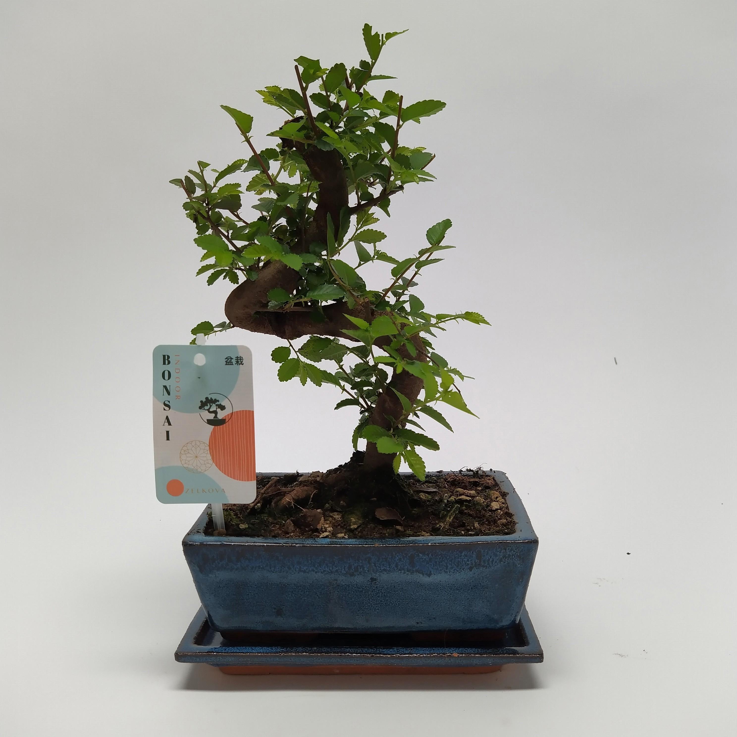 Горшечные цветы и растения оптом Bonsai Zelkova S-shape Traditional от 6шт из Голландии с доставкой по России