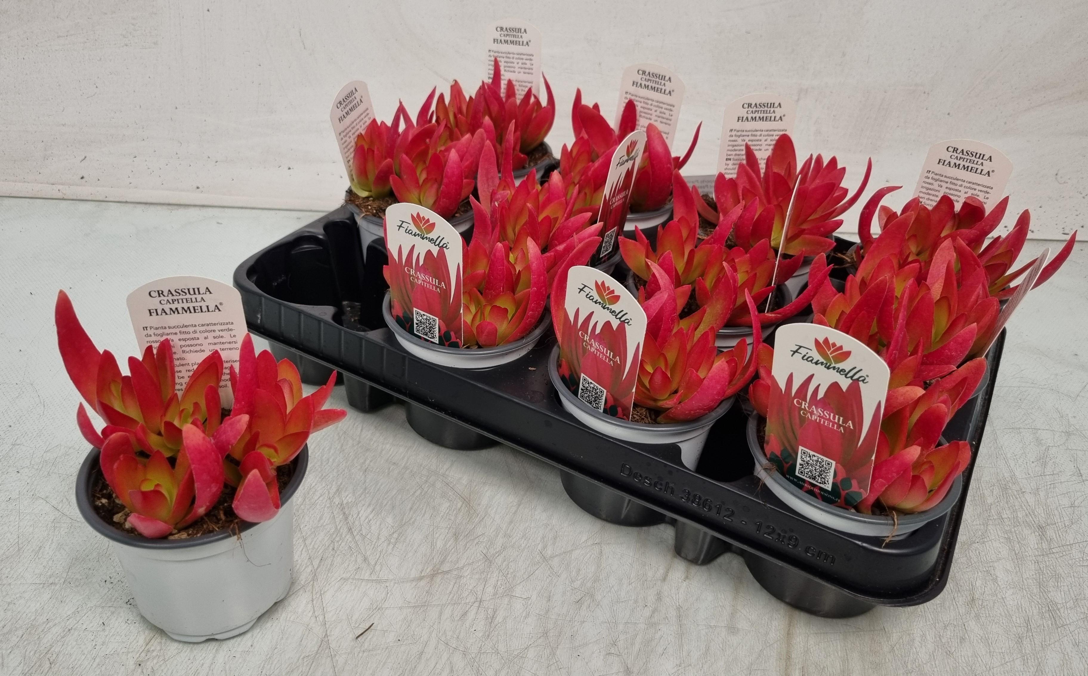 Горшечные цветы и растения оптом Crass Overig от 12шт (для телеги) из Голландии с доставкой по России