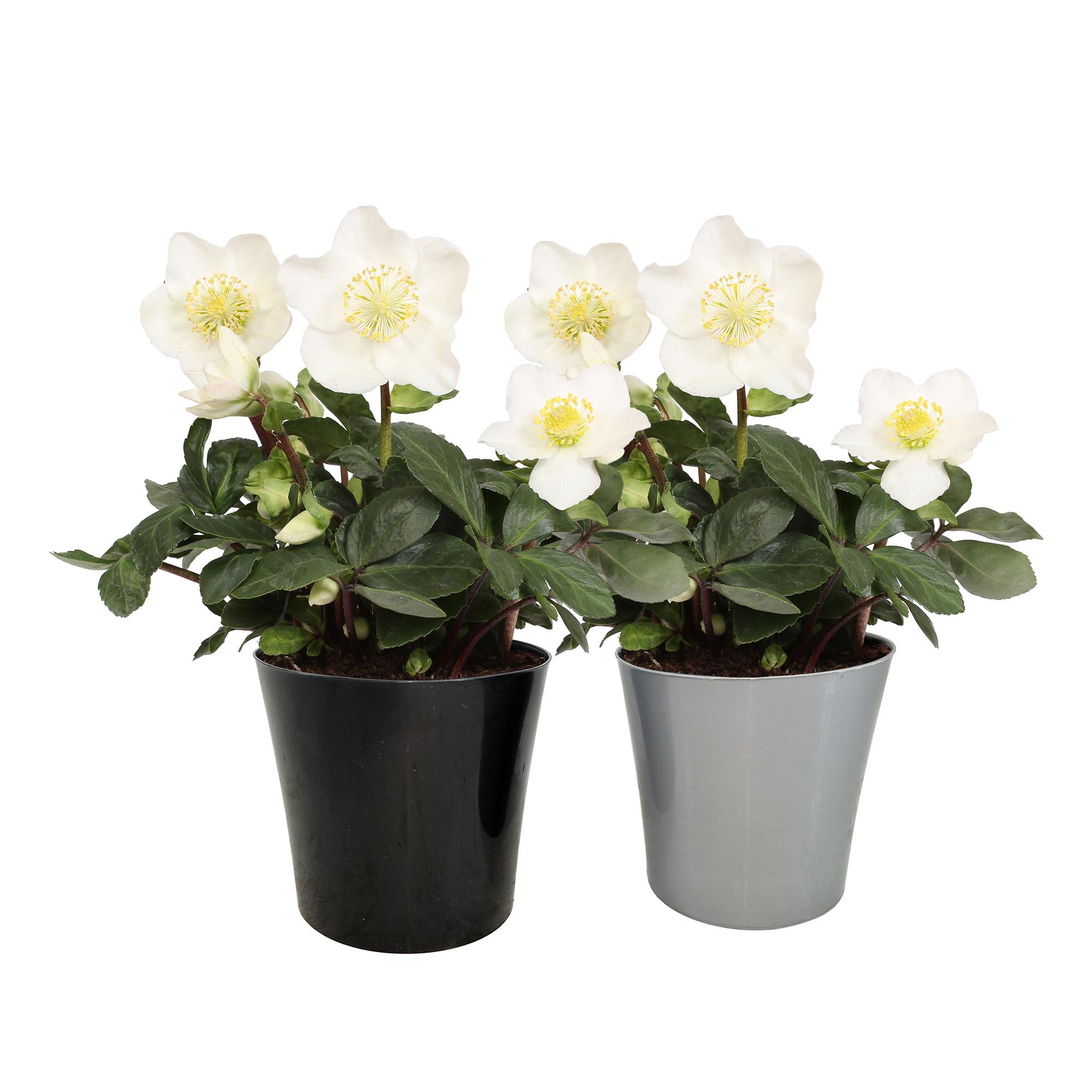 Горшечные цветы и растения оптом Helleborus N. Christmas Carol In Linge Pot Zwart E от 6шт из Голландии с доставкой по России