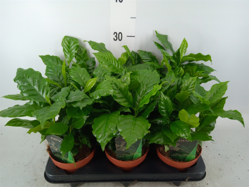 Горшечные цветы и растения оптом Coffea Arabica от 6шт из Голландии с доставкой по России