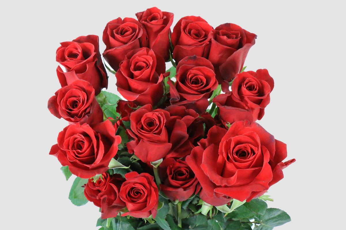 Срезанные цветы оптом Rosa ec freedom от 250шт из Голландии с доставкой по России