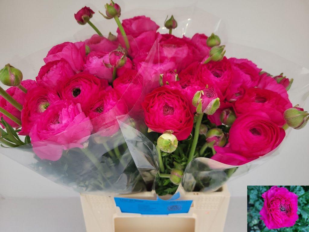 Срезанные цветы оптом Ranunculus aazur deep pink от 20шт из Голландии с доставкой по России