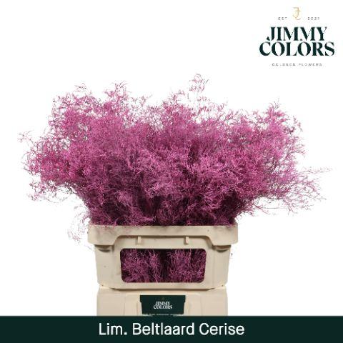 Срезанные цветы оптом Limonium beltlaard paint cerise от 25шт. из Голландии с доставкой по России