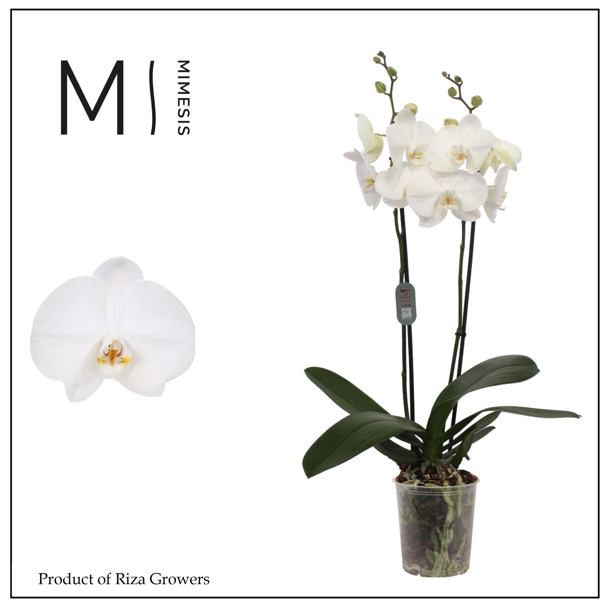 Горшечные цветы и растения оптом Phal 2st Ural 16+ Mimesis (orchid Growers) от 10шт из Голландии с доставкой по России