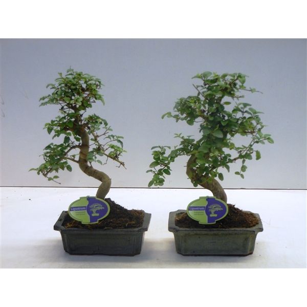 Горшечные цветы и растения оптом Bonsai Ligustrum Sinensis, 20cm., Shape, Without D от 6шт из Голландии с доставкой по России