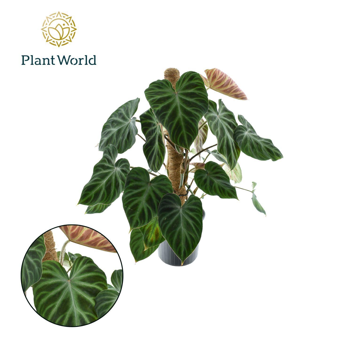 Горшечные цветы и растения оптом Philodendron Verrucosum Mosstok от 6шт из Голландии с доставкой по России