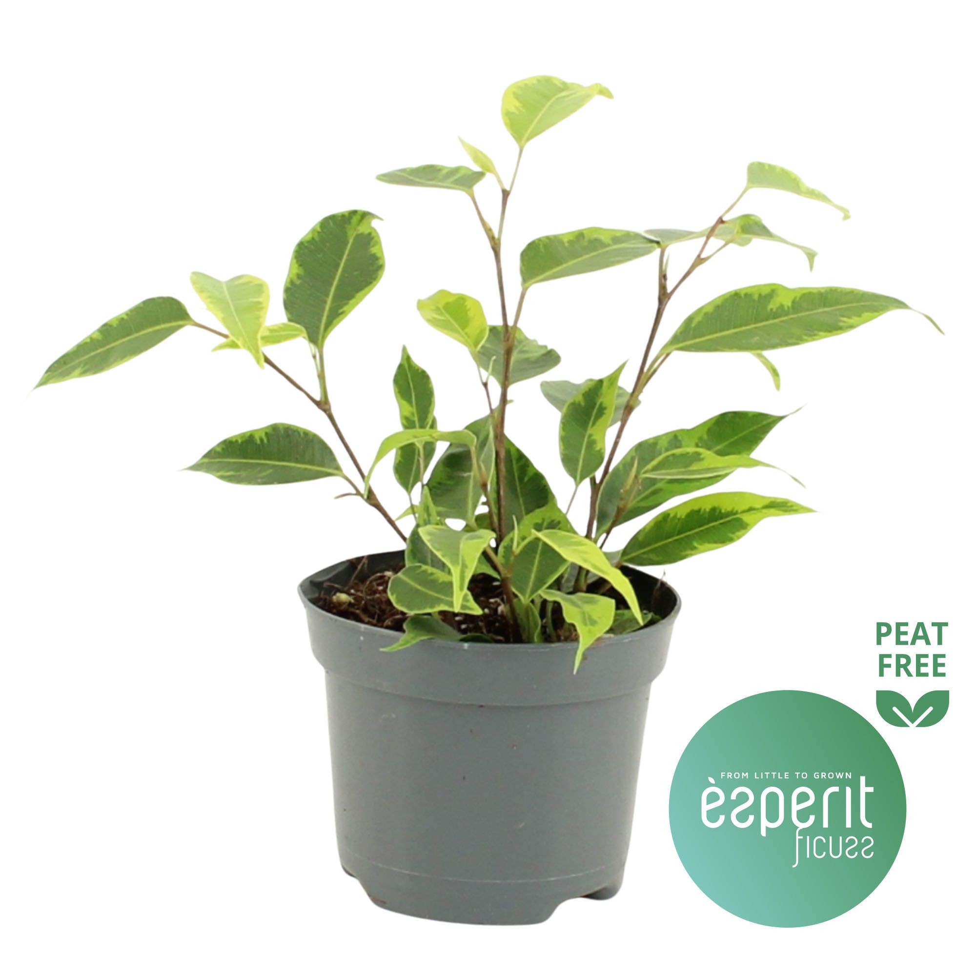 Горшечные цветы и растения оптом Ficus Be Regidan от 21шт (для телеги) из Голландии с доставкой по России