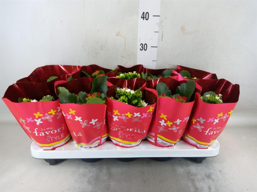 Горшечные цветы и растения оптом Kalanchoe Blos.   ..mix 2 от 10шт из Голландии с доставкой по России