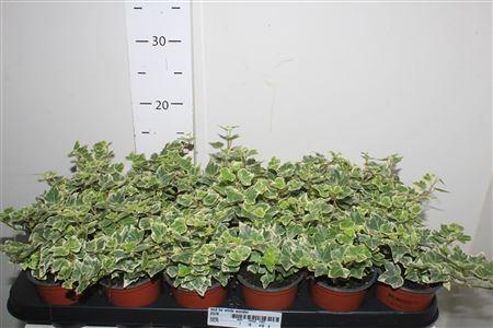 Горшечные цветы и растения оптом Hed He White Wonder от 18шт (для телеги) из Голландии с доставкой по России