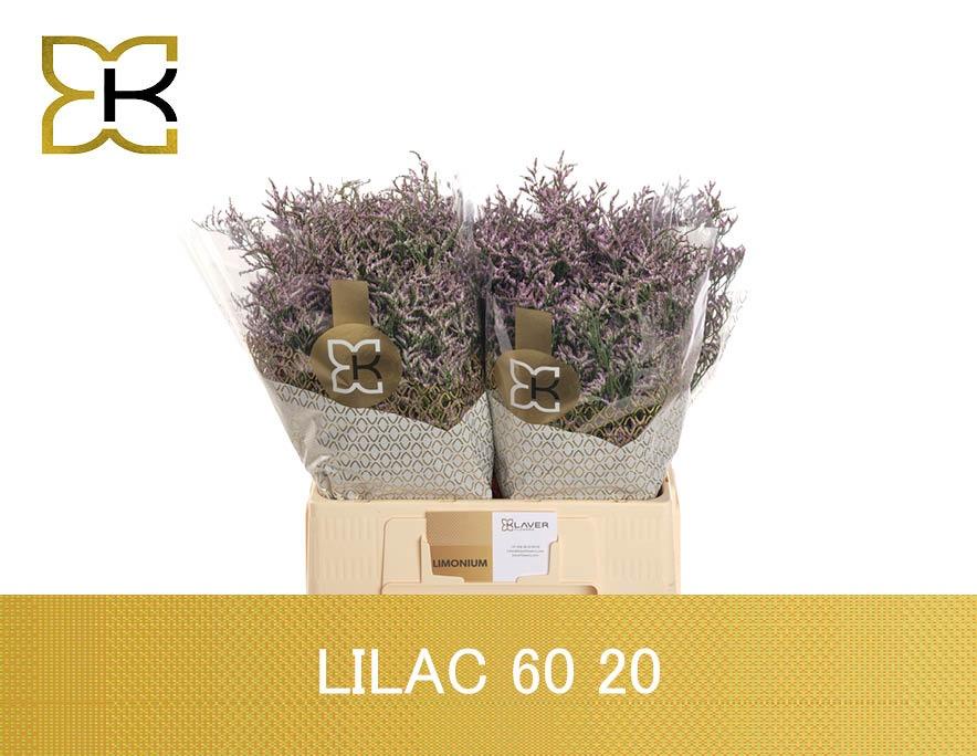 Срезанные цветы оптом Limonium safora lilac от 100шт. из Голландии с доставкой по России
