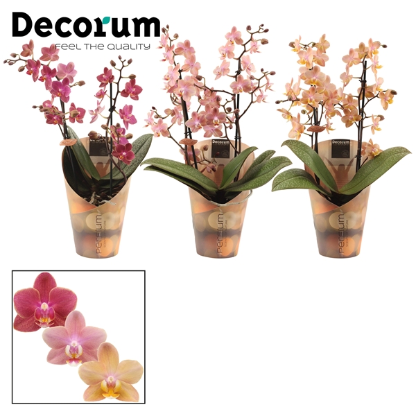 Горшечные цветы и растения оптом Phal Perfíum 2st Mix (decorum) от 6шт из Голландии с доставкой по России