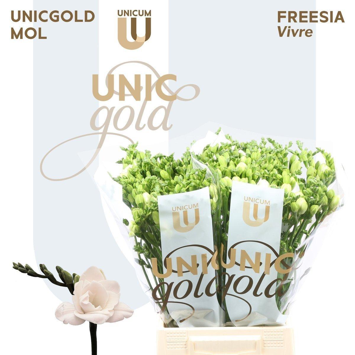 Срезанные цветы оптом Freesia do vivre от 100шт из Голландии с доставкой по России