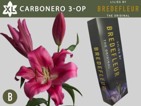 Срезанные цветы оптом Lilium or carbonero от 60шт из Голландии с доставкой по России