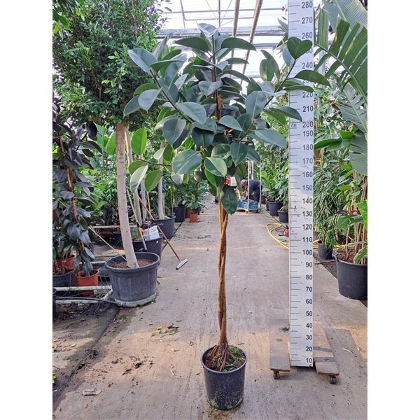 Горшечные цветы и растения оптом Ficus El Robusta Twisted Stem от 1шт из Голландии с доставкой по России