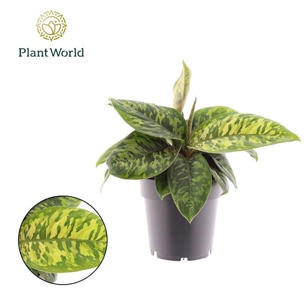 Горшечные цветы и растения оптом Homalomena Camouflage от 7шт из Голландии с доставкой по России