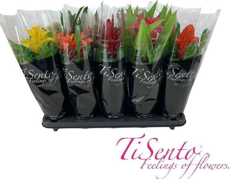 Горшечные цветы и растения оптом Guzm Gem от 10шт из Голландии с доставкой по России