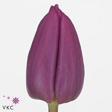 Срезанные цветы оптом Tulipa si purple prince от 150шт из Голландии с доставкой по России