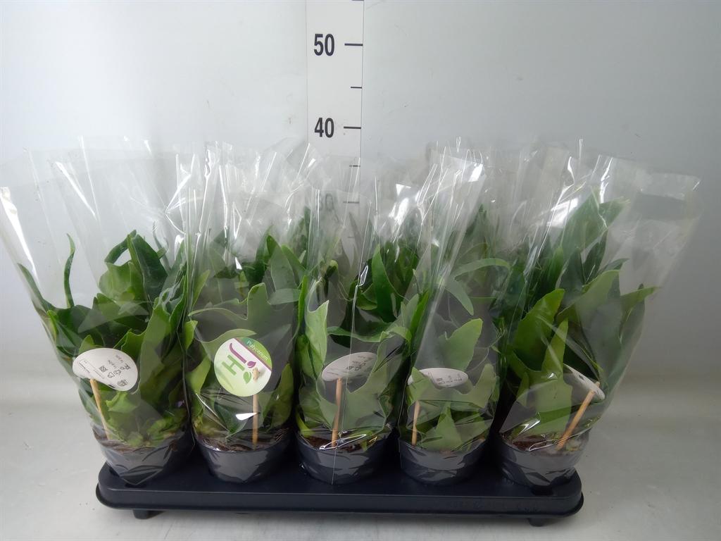 Горшечные цветы и растения оптом Platycerium Bifurc. от 10шт из Голландии с доставкой по России