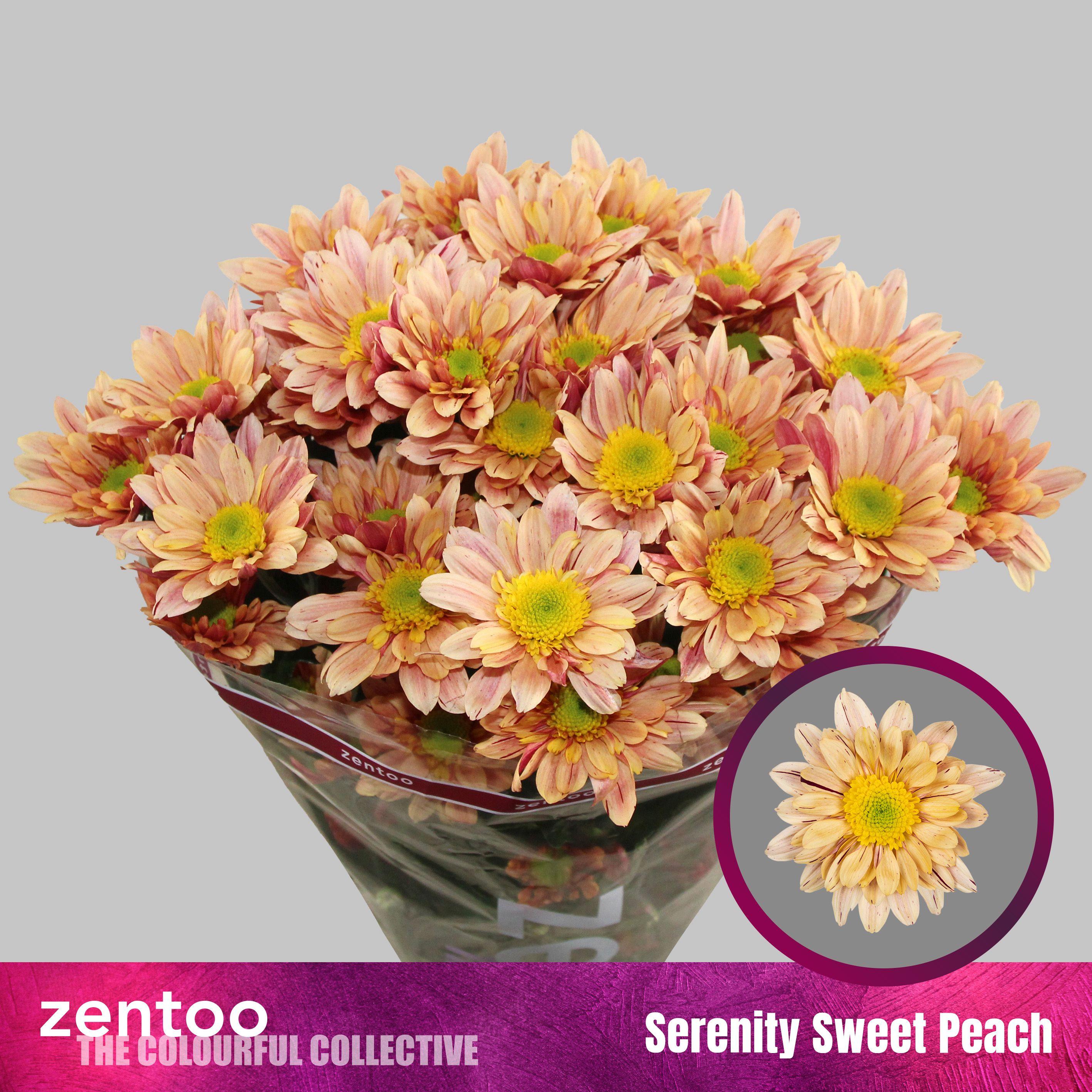 Срезанные цветы оптом Chrys sp seenity sweet peach от 80шт. из Голландии с доставкой по России