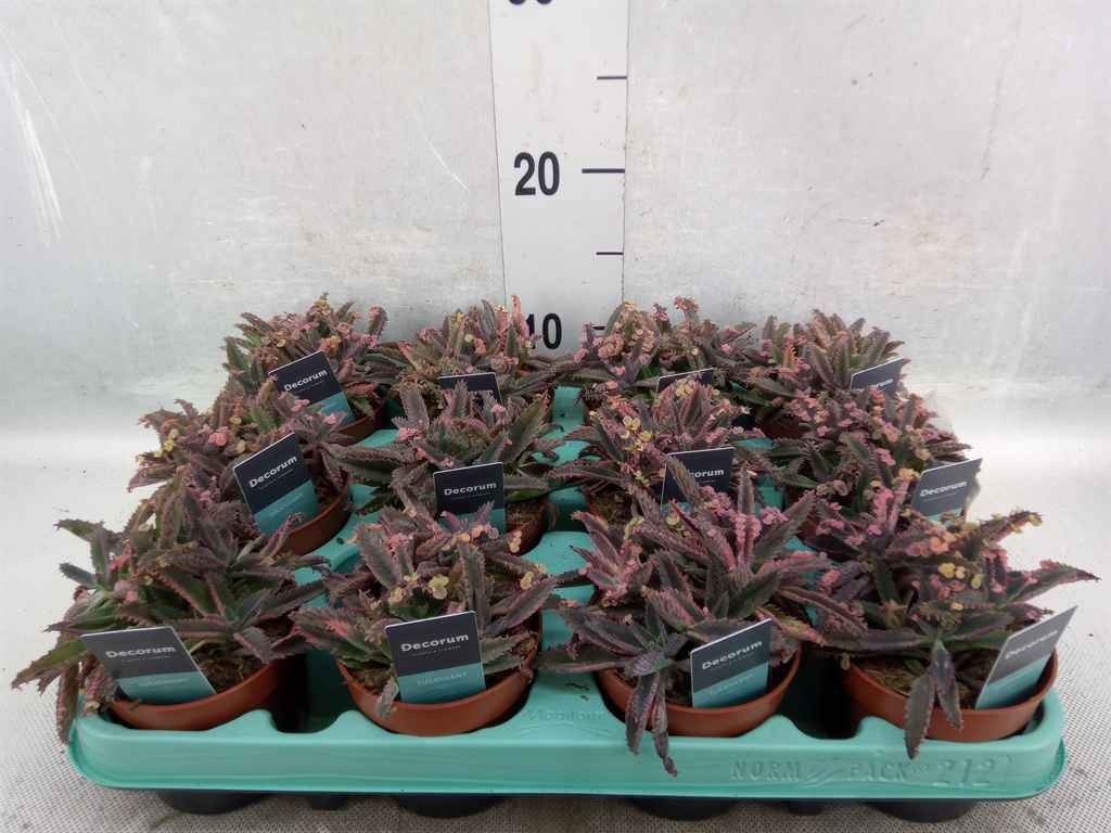 Горшечные цветы и растения оптом Kalanchoe Nf Tubiflora от 12шт из Голландии с доставкой по России