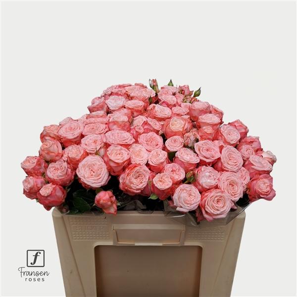 Срезанные цветы оптом Rosa spray first date от 30шт из Голландии с доставкой по России