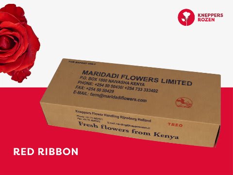 Срезанные цветы оптом Rosa large red ribbon от 480шт из Голландии с доставкой по России
