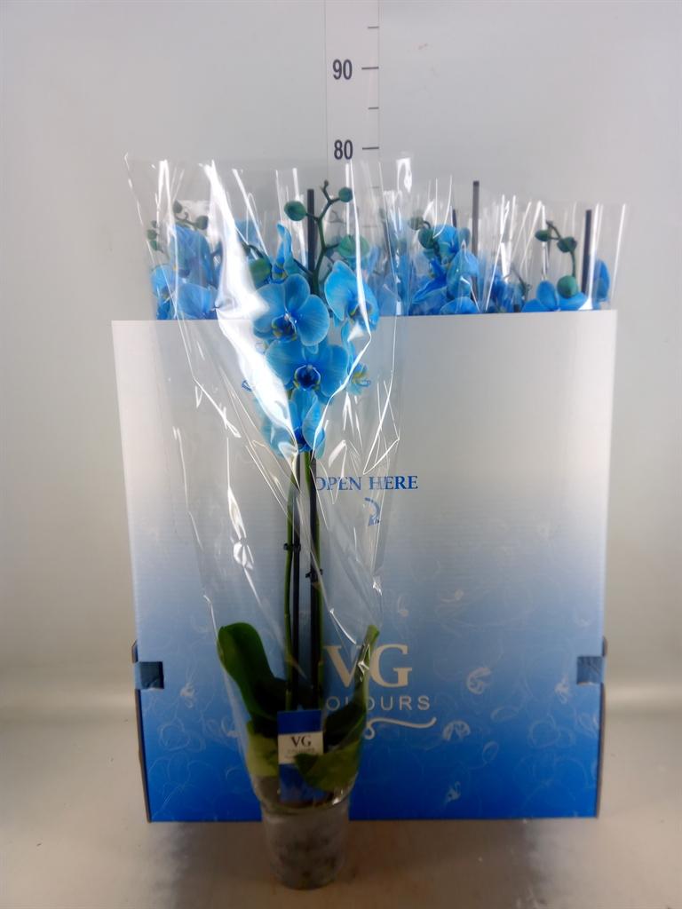 Горшечные цветы и растения оптом Phalaenopsis   ... от 10шт из Голландии с доставкой по России