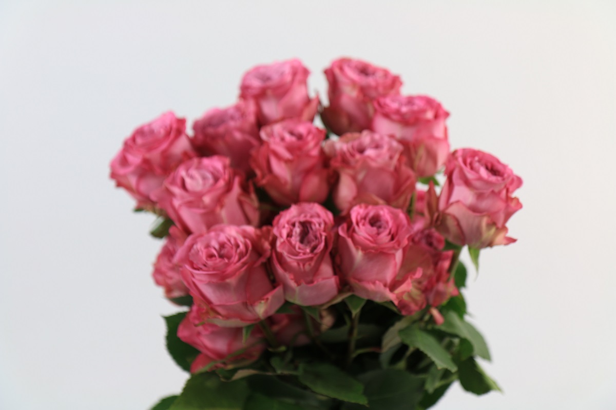 Срезанные цветы оптом Rosa ec queens crown от 125шт из Голландии с доставкой по России