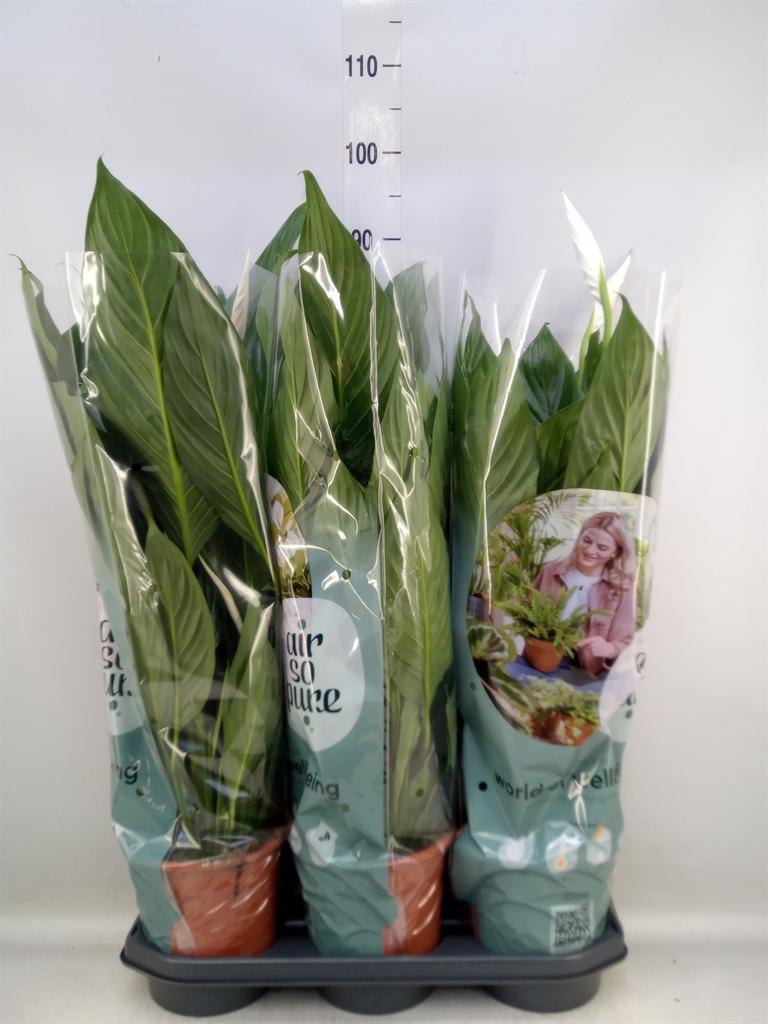 Горшечные цветы и растения оптом Spath Bingo Cupido 4+ (air So Pure) от 3шт из Голландии с доставкой по России