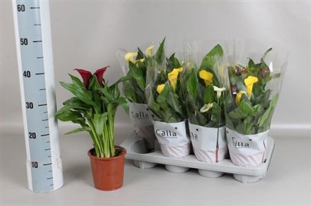 Горшечные цветы и растения оптом Zant Gem 4 Kl 3-4++ от 8шт из Голландии с доставкой по России