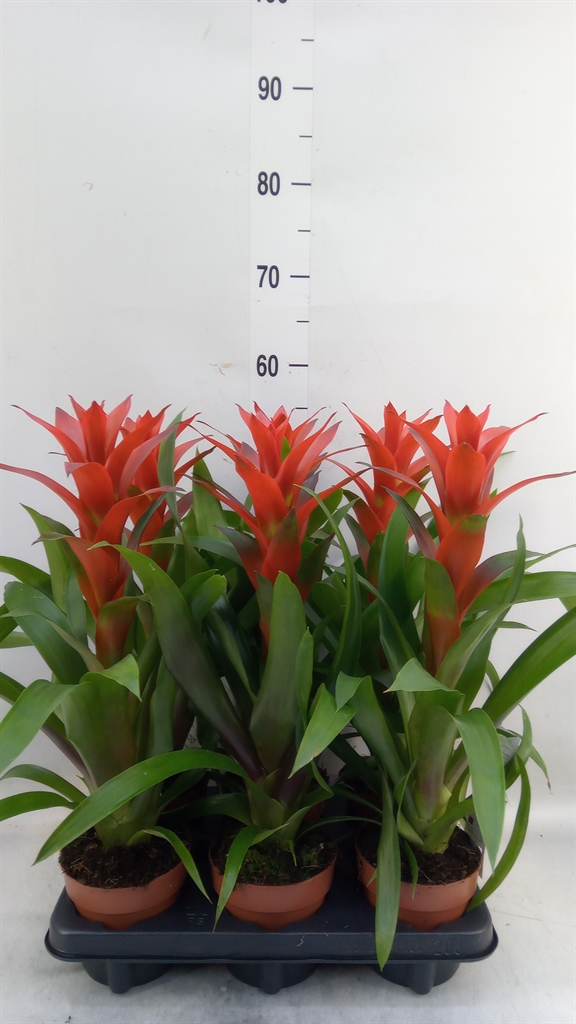 Горшечные цветы и растения оптом Guzmania Ostara от 6шт из Голландии с доставкой по России