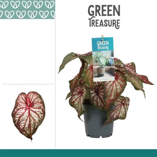 Горшечные цветы и растения оптом Caladium Bicolor от 6шт из Голландии с доставкой по России