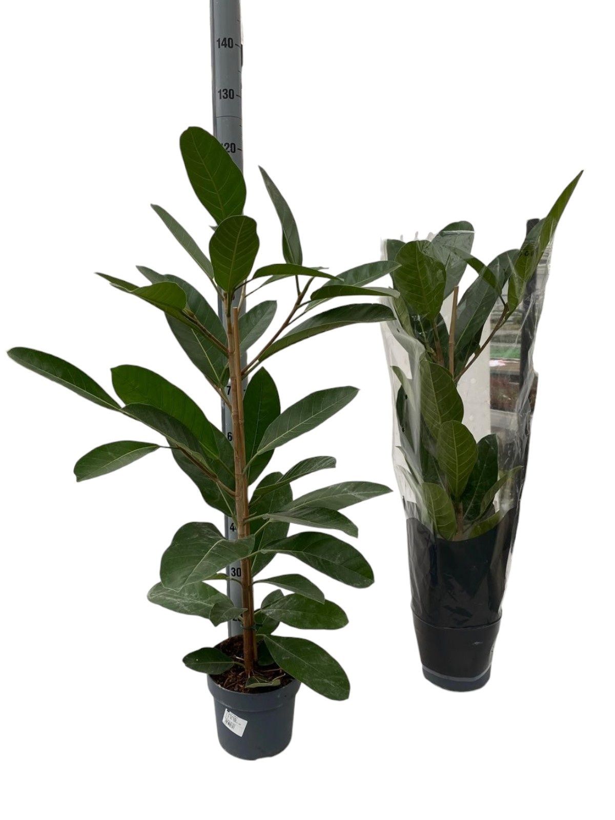 Горшечные цветы и растения оптом Fic Beng Roy от 1шт из Голландии с доставкой по России