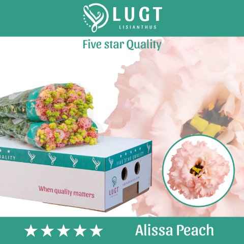 Срезанные цветы оптом Lisianthus do alissa peach от 140шт из Голландии с доставкой по России
