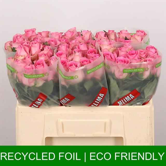 Срезанные цветы оптом Rosa la revival от 50шт из Голландии с доставкой по России