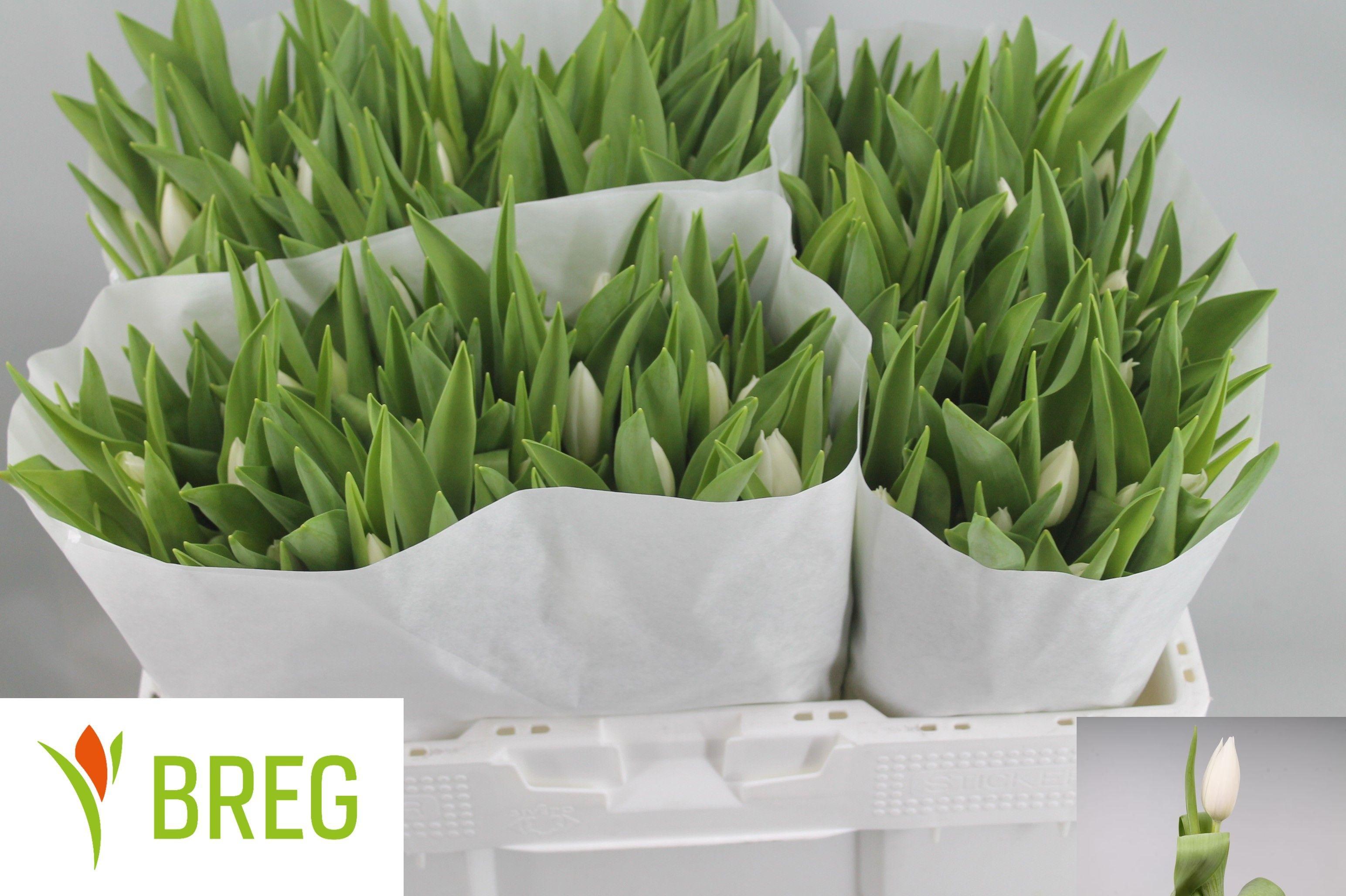 Срезанные цветы оптом Tulipa si inzell от 150шт из Голландии с доставкой по России