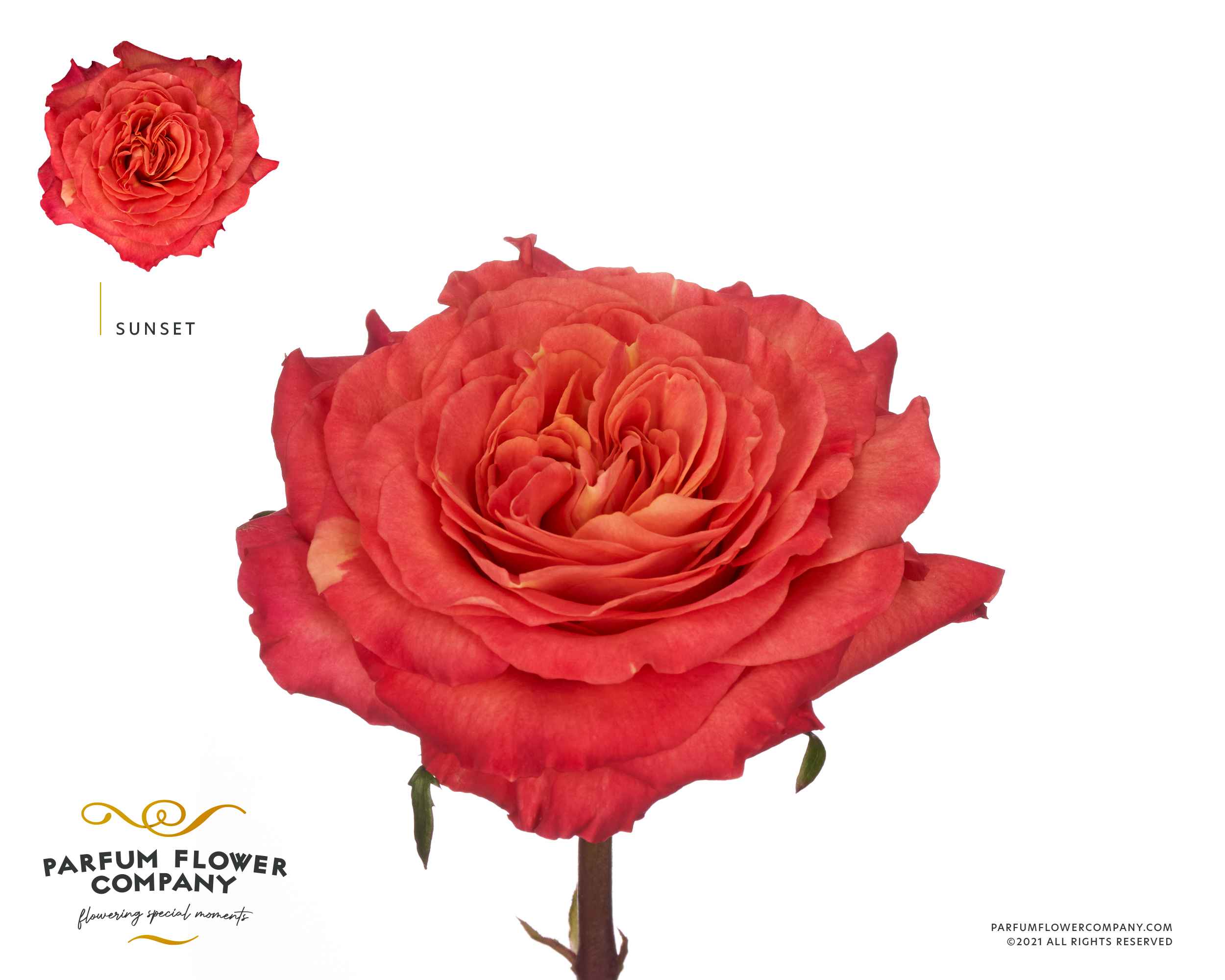 Срезанные цветы оптом Rosa la garden sunset от 24шт из Голландии с доставкой по России