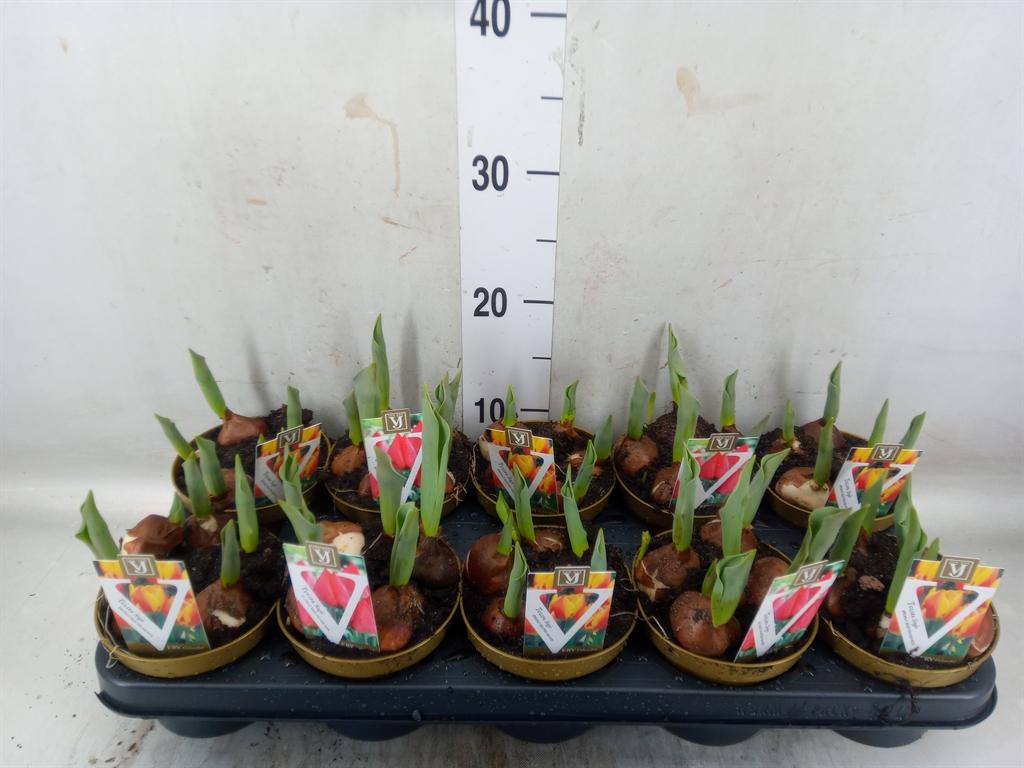 Горшечные цветы и растения оптом Tulipa   ...mix от 10шт из Голландии с доставкой по России
