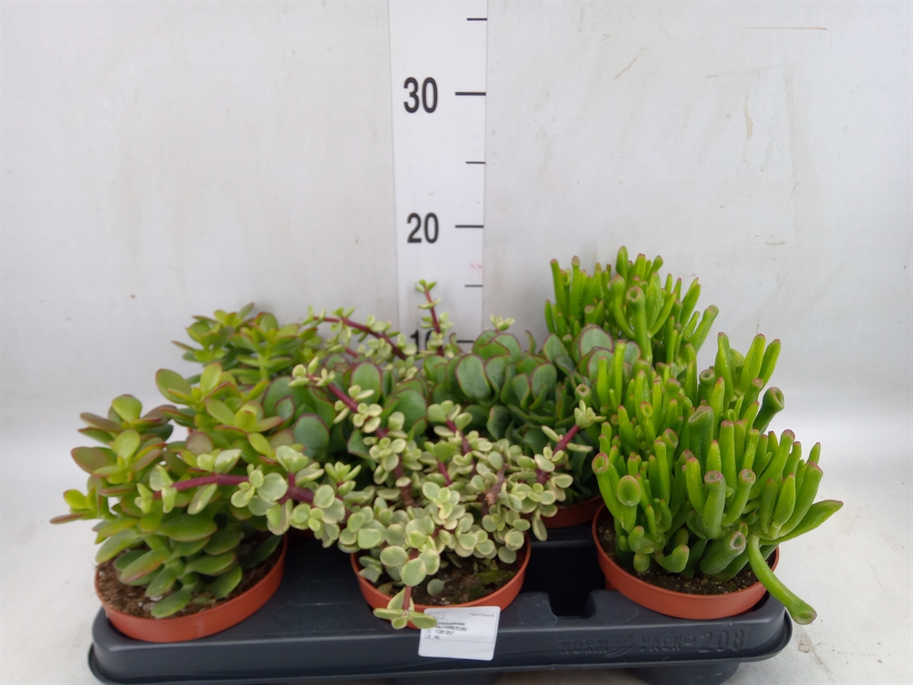 Горшечные цветы и растения оптом Crassula   ...mix от 8шт из Голландии с доставкой по России