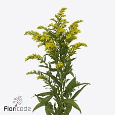 Срезанные цветы оптом Solidago carzan glory от 50шт из Голландии с доставкой по России
