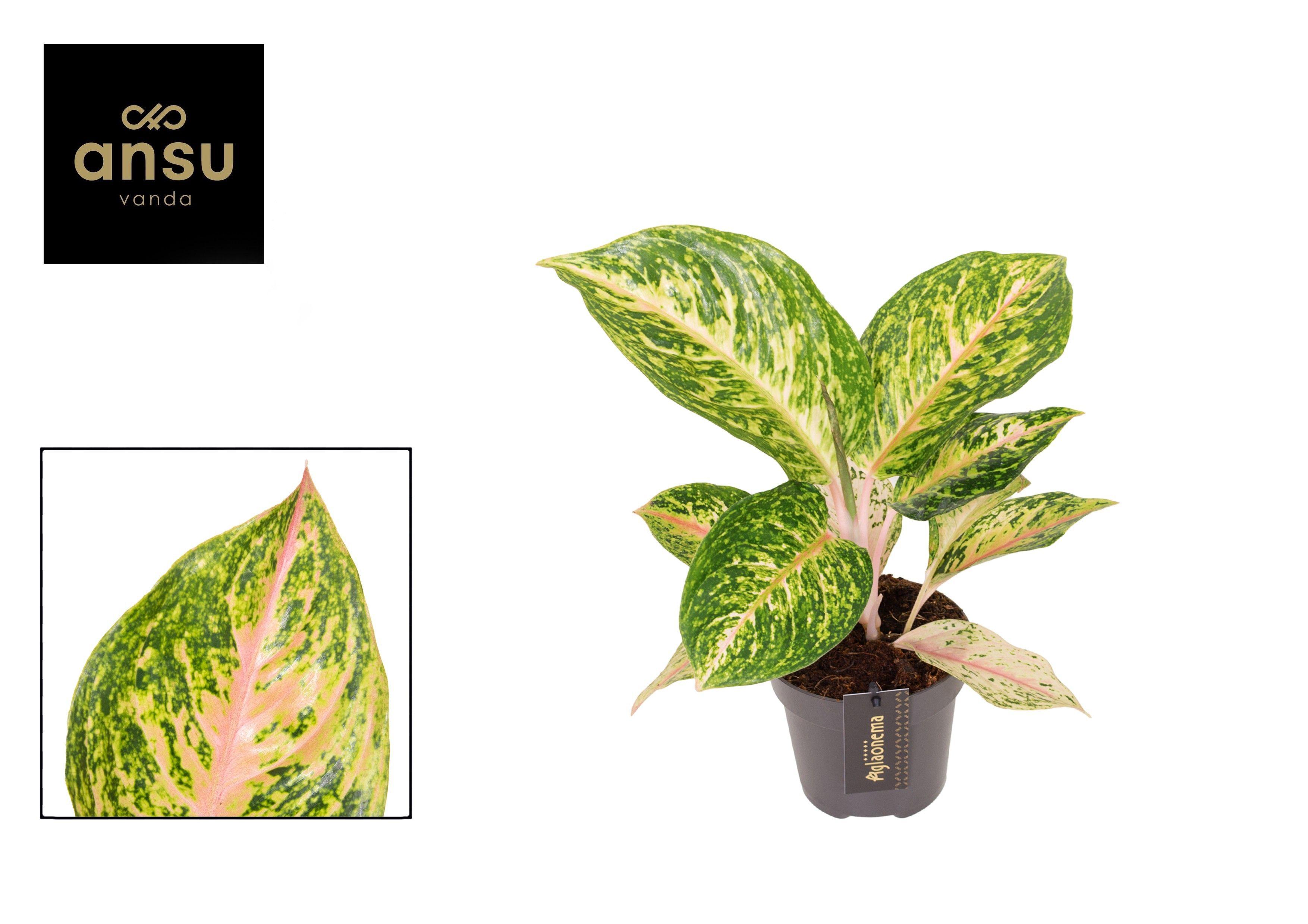 Горшечные цветы и растения оптом Aglaonema Forest Pink от 6шт из Голландии с доставкой по России